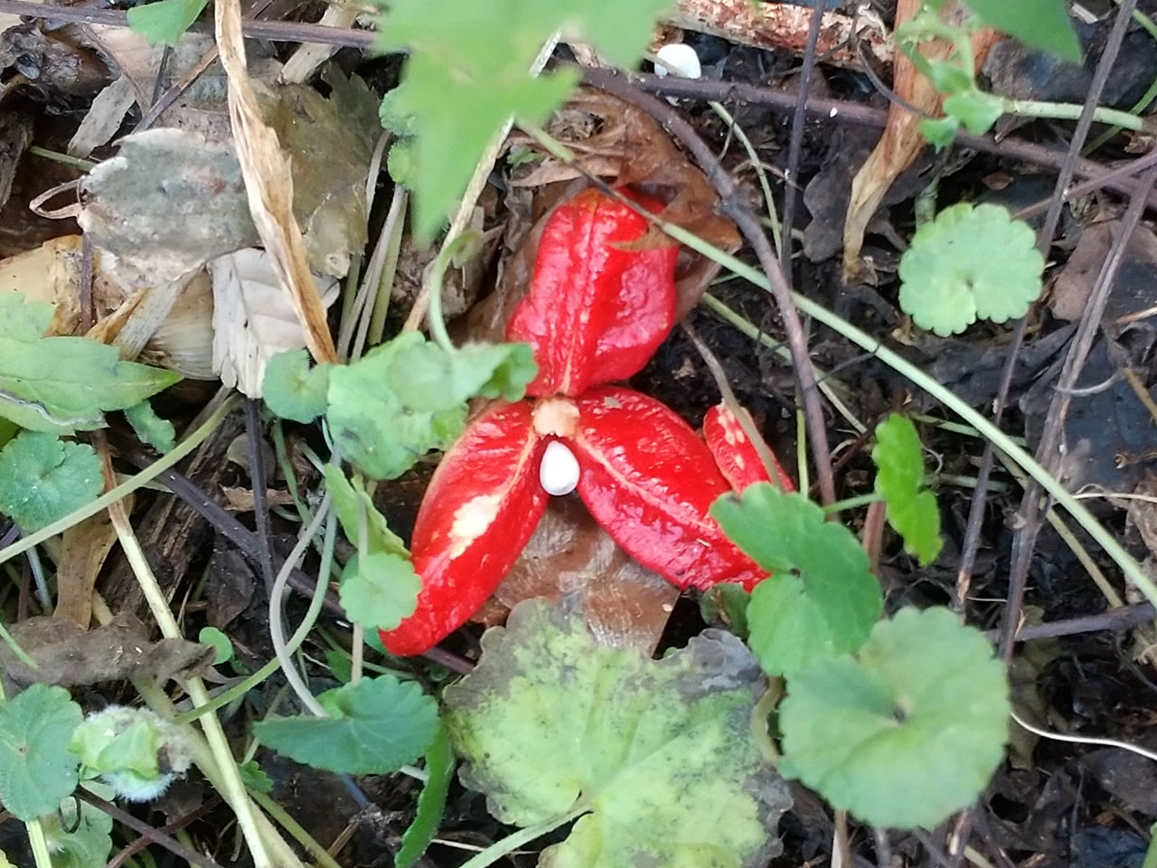 ミヨウガの実と種